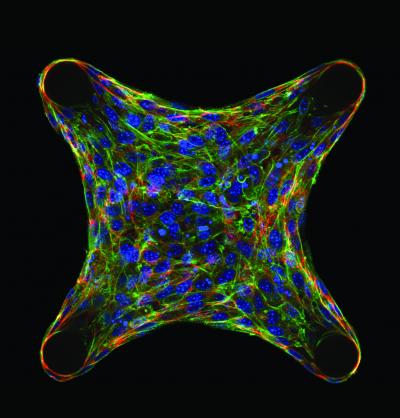 Immunofluorescence sections of cells embedded within a micropatterned collagen gel 2
